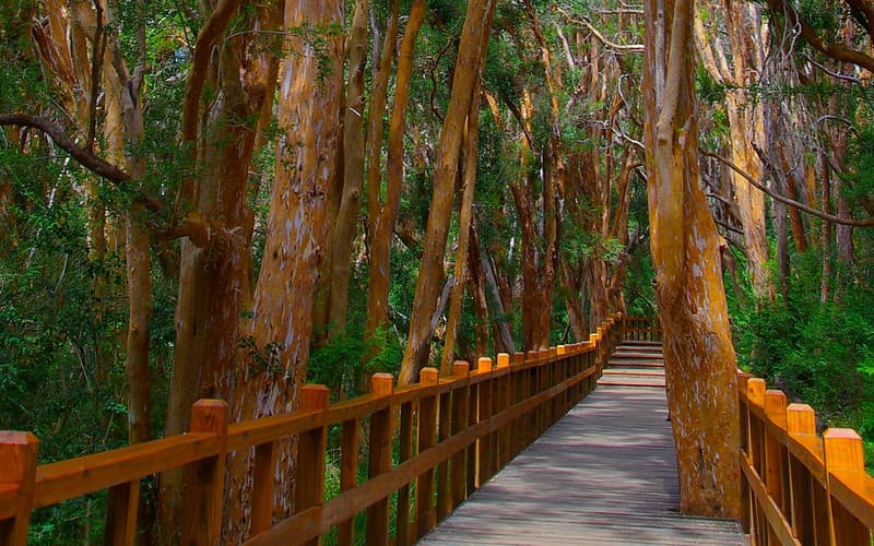 2-Bosque-de-Arrayanes